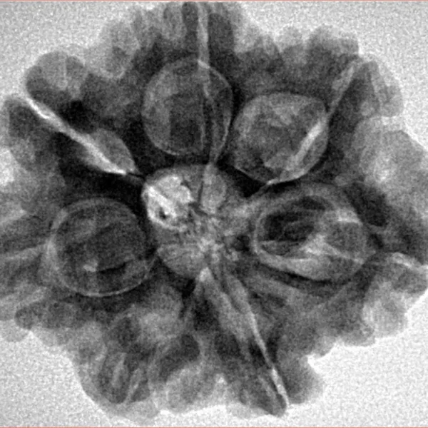 7 Mukhi Rudraksha 27.1mm 5.85gm - Inverse xray