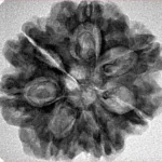 7 Mukhi Rudraksha 27mm 4.71gm - Inverse xray