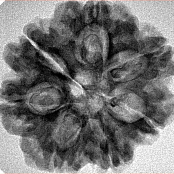 7 Mukhi Rudraksha 27mm 4.71gm - Inverse xray