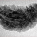 1 Mukhi Rudraksha 34.1mm 4.47gm - Inverse xray