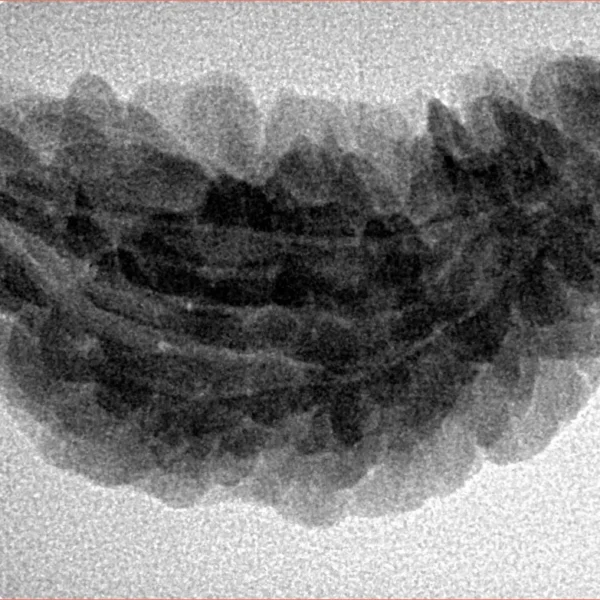 1 Mukhi Rudraksha 34.1mm 4.47gm - Inverse xray