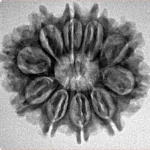 10 Mukhi Rudraksha 26mm 3.65gm - Inverse xray