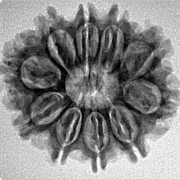 10 Mukhi Rudraksha 26mm 3.65gm - Inverse xray