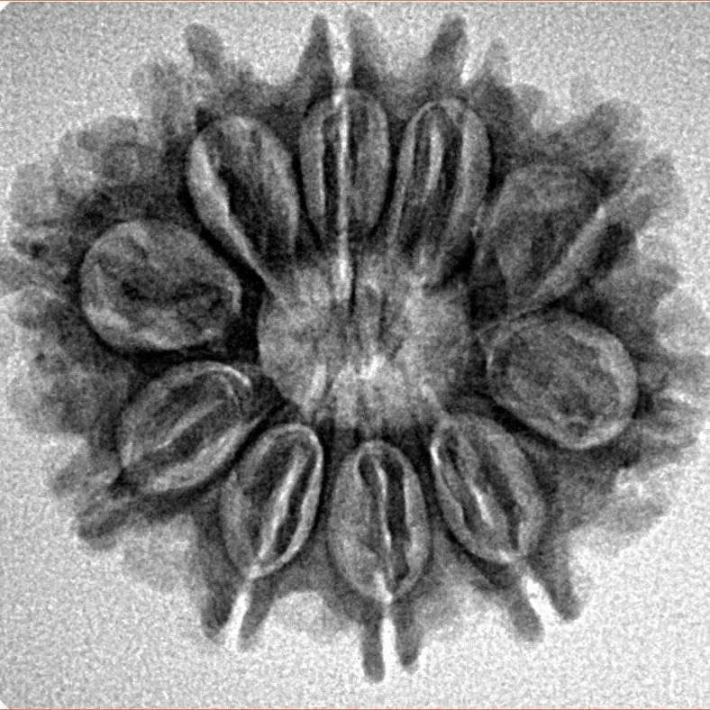 10 Mukhi Rudraksha 26mm 3.65gm - Inverse xray