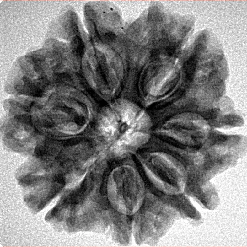 7 Mukhi Rudraksha 25.4mm 4.67gm - Inverse xray
