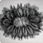 13 Mukhi Rudraksha 28mm 4.23gm - Inverse xray