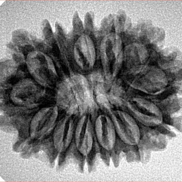 13 Mukhi Rudraksha 28mm 4.23gm - Inverse xray