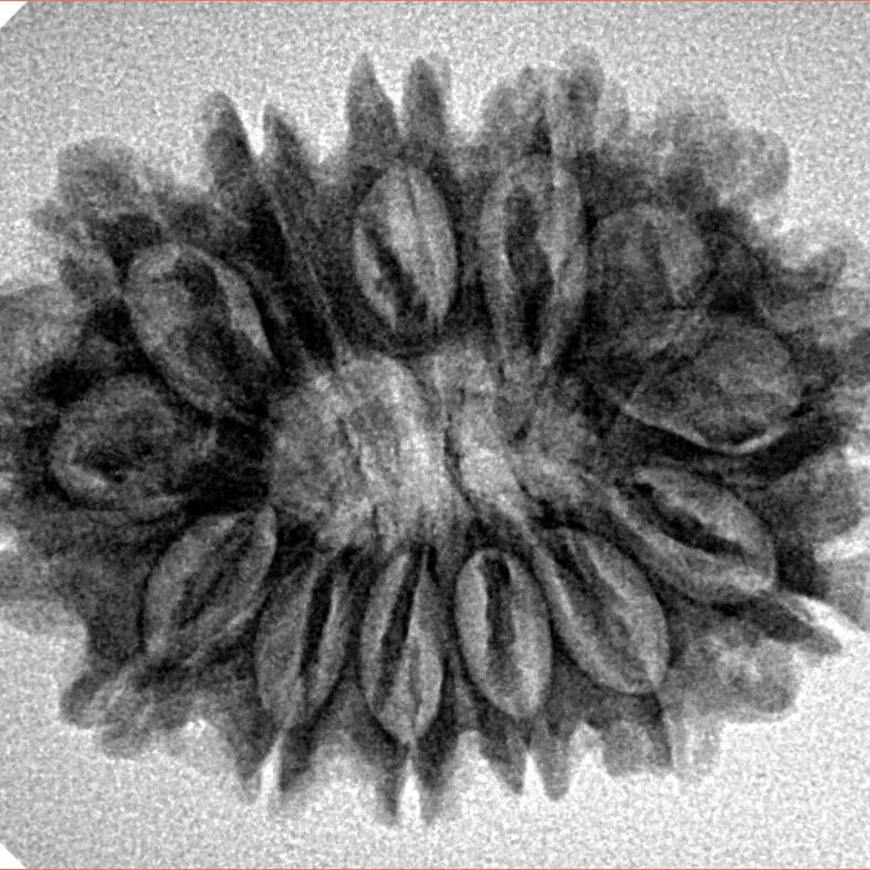 13 Mukhi Rudraksha 28mm 4.23gm - Inverse xray