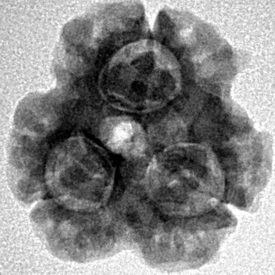 3 Mukhi Rudraksha 20mm 2.42gm - Inverse xray