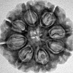 8 Mukhi Rudraksha 24mm 3.7gm - Inverse xray