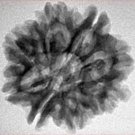 8 Mukhi Rudraksha 25.4mm 3.76gm - Inverse xray