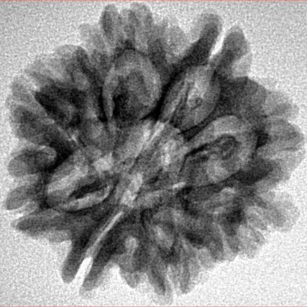8 Mukhi Rudraksha 25.4mm 3.76gm - Inverse xray