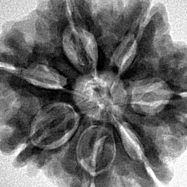 7 Mukhi Rudraksha 27.1mm 6.85gm - Inverse xray