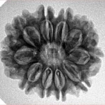 10 Mukhi Rudraksha 24.5mm 3.93gm - Inverse xray