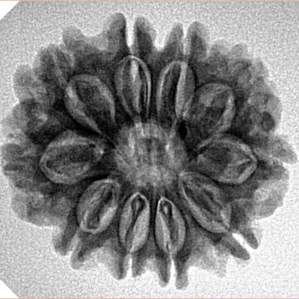 10 Mukhi Rudraksha 24.5mm 3.93gm - Inverse xray