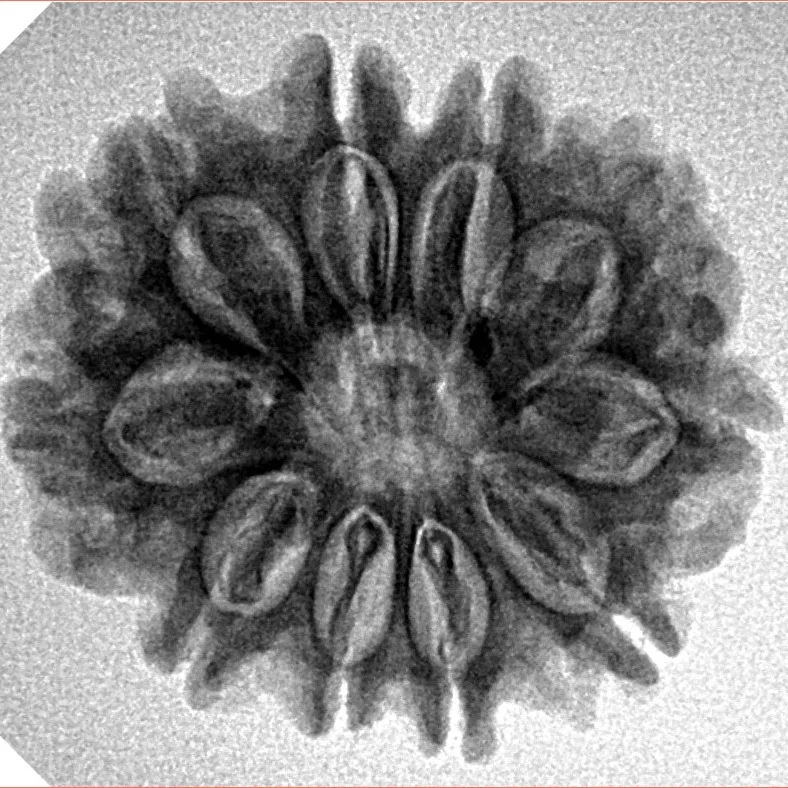 10 Mukhi Rudraksha 24.5mm 3.93gm - Inverse xray