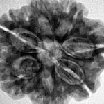 7 Mukhi Rudraksha 26.7mm 6gm - Inverse xray