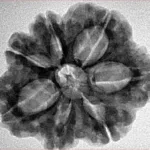 7 Mukhi Rudraksha 27.7mm 5.28gm - Inverse xray