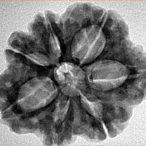7 Mukhi Rudraksha 27.7mm 5.28gm - Inverse xray