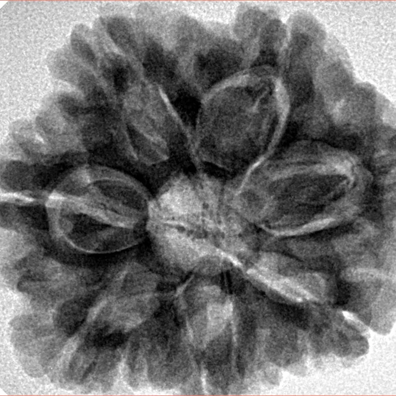 7 Mukhi Rudraksha 28.4mm 7.24gm - Inverse xray