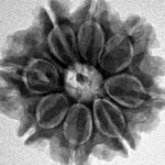 8 Mukhi Rudraksha 21.8mm 3.7gm - Inverse xray