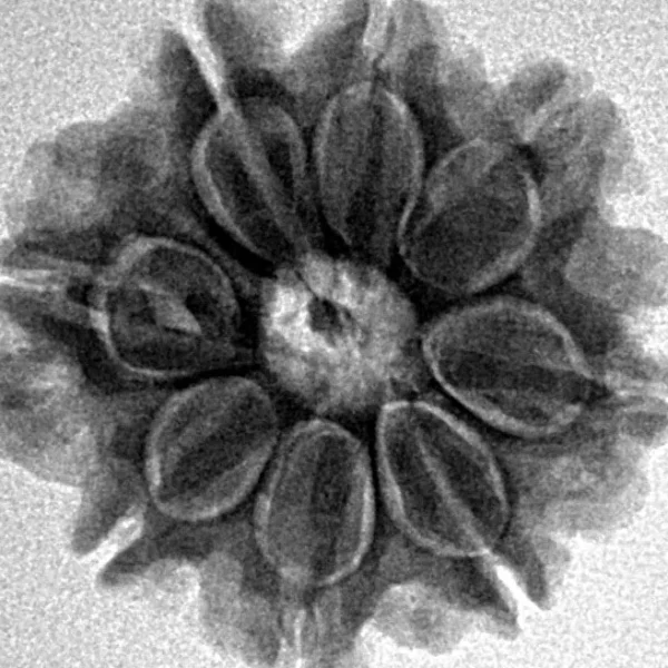 8 Mukhi Rudraksha 21.8mm 3.7gm - Inverse xray