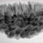 1 Mukhi Rudraksha 38.6mm 5.93gm - Inverse xray