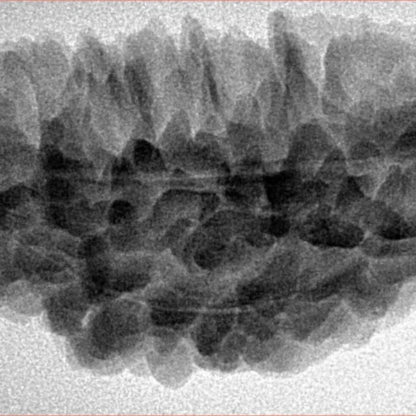 1 Mukhi Rudraksha 38.6mm 5.93gm - Inverse xray