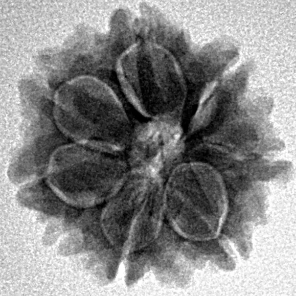 7 Mukhi Rudraksha 18.9mm 2.51gm - Inverse xray
