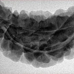 1 Mukhi Rudraksha 37.3mm 5.6gm - Inverse xray