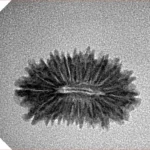 19 Mukhi Rudraksha 21.3mm 1.16gm - Inverse xray
