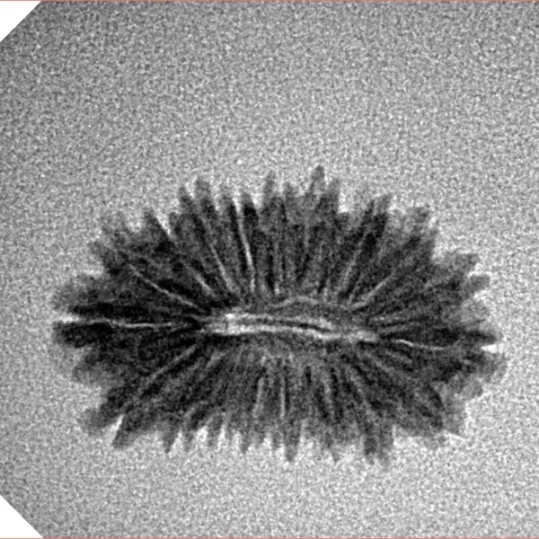 19 Mukhi Rudraksha 21.3mm 1.16gm - Inverse xray