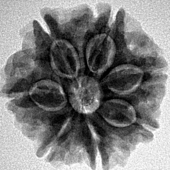 7 Mukhi Rudraksha 22.3mm 4.26gm - Inverse xray