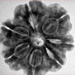 7 Mukhi Rudraksha 26.7mm 6.23gm - Inverse xray
