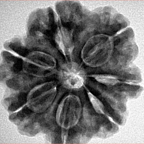 7 Mukhi Rudraksha 26.7mm 6.23gm - Inverse xray