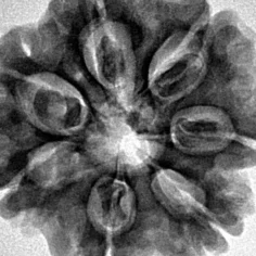 7 Mukhi Rudraksha 27.1mm 6.58gm - Inverse xray