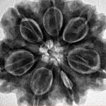 7 Mukhi Rudraksha 28.8mm 7gm - Inverse xray
