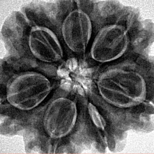 7 Mukhi Rudraksha 28.8mm 7gm - Inverse xray