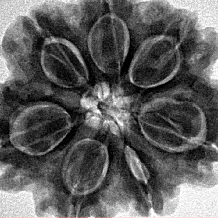 7 Mukhi Rudraksha 28.8mm 7gm - Inverse xray