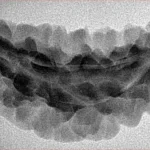 1 Mukhi Rudraksha 36.4mm 3.69gm - Inverse xray