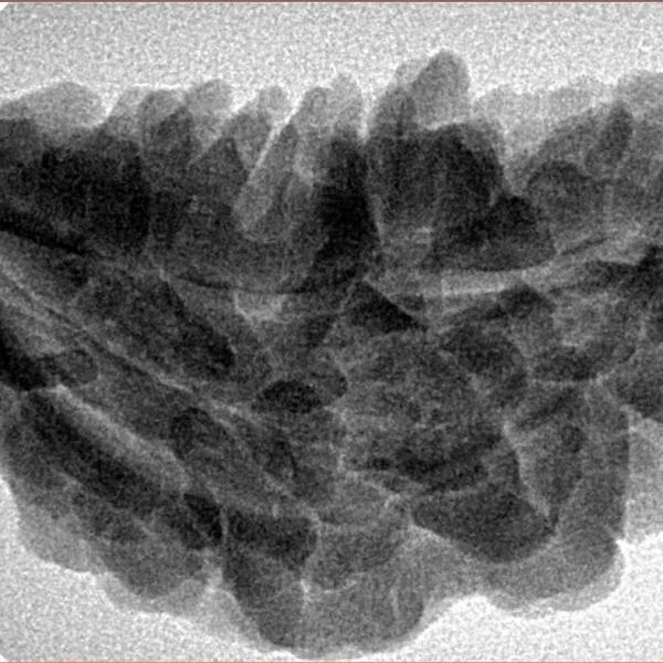 1 Mukhi Rudraksha 36.3mm 6.45gm - Inverse xray