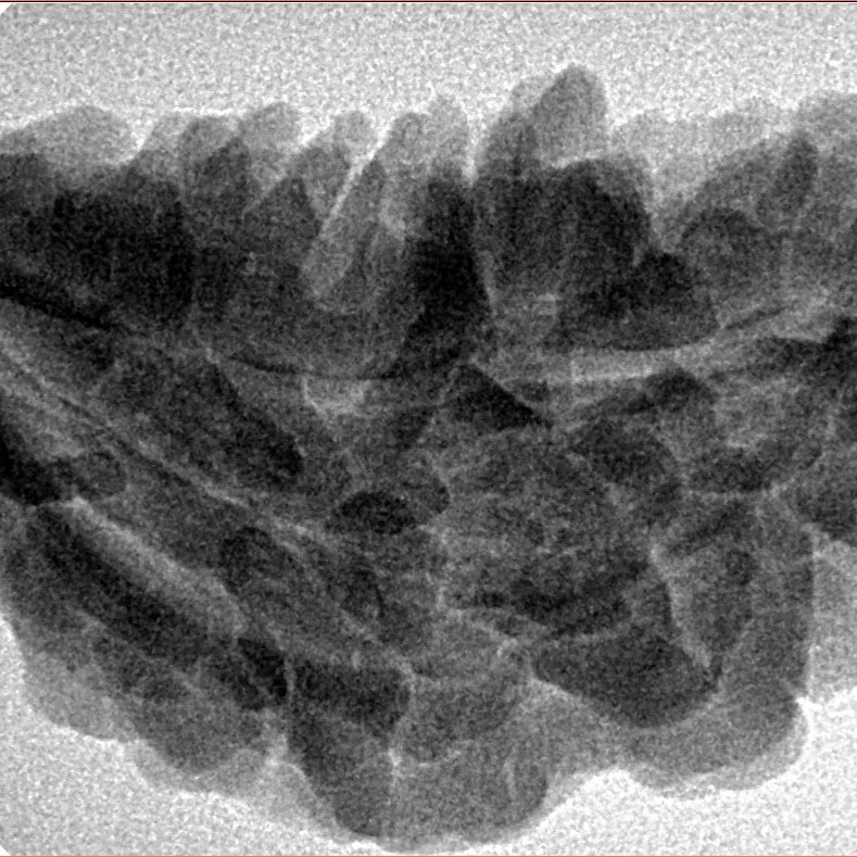 1 Mukhi Rudraksha 36.3mm 6.45gm - Inverse xray