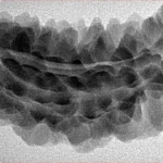 1 Mukhi Rudraksha 39.9mm 5.28gm - Inverse xray