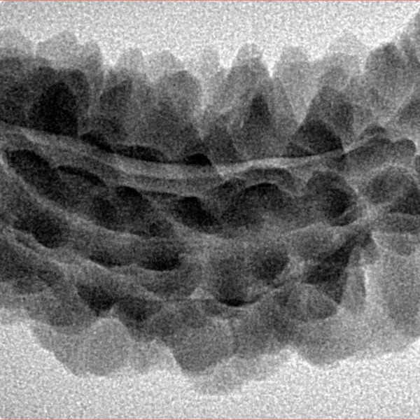 1 Mukhi Rudraksha 39.9mm 5.28gm - Inverse xray