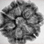 7 Mukhi Rudraksha 26.4mm 5.1gm - Inverse xray
