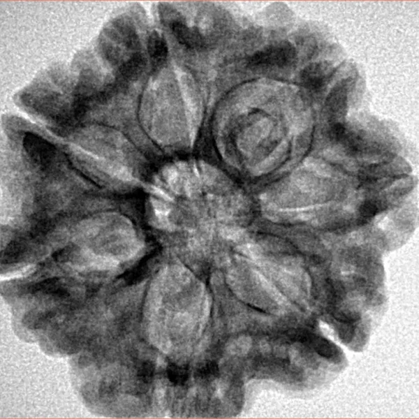 7 Mukhi Rudraksha 26.4mm 5.1gm - Inverse xray