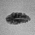 1 Mukhi Rudraksha 12.1mm 0.21gm - Inverse xray