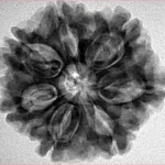 7 Mukhi Rudraksha 26.3mm 5.57gm - Inverse xray