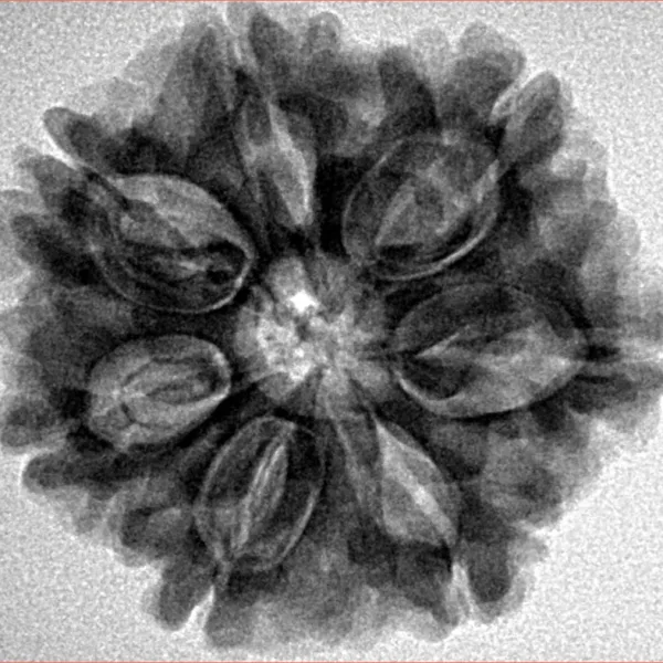 7 Mukhi Rudraksha 26.3mm 5.57gm - Inverse xray