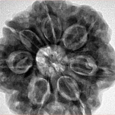 7 Mukhi Rudraksha 28.4mm 8.65gm - Inverse xray